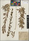 Foto von Salix purpurea L.